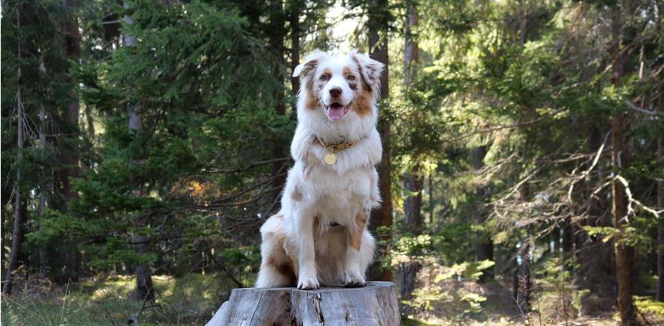 01-urlaub-mit-hund